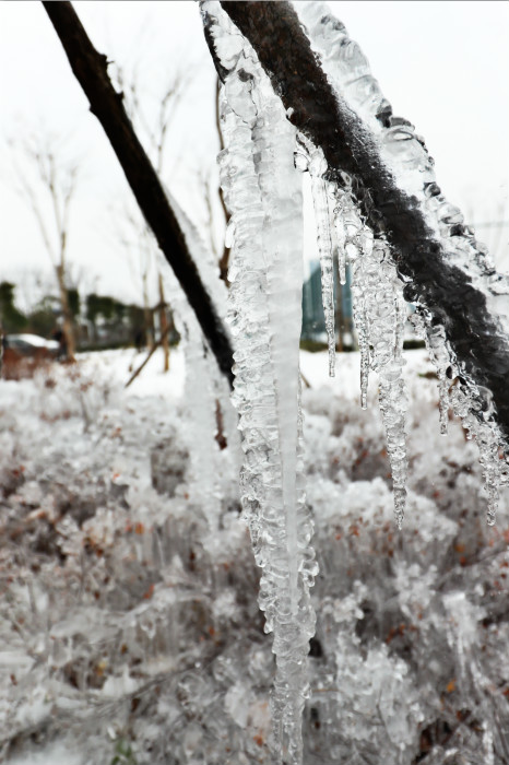 一場雪，體育中心美得不要不要的 但最美的風景還是他們(圖4)