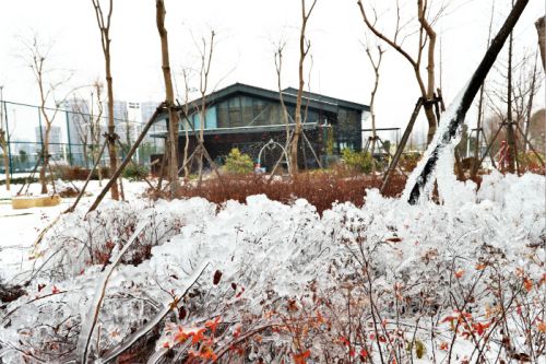 一場雪，體育中心美得不要不要的 但最美的風景還是他們(圖3)